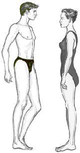 Body shapes, Long torso, Short legs long torso